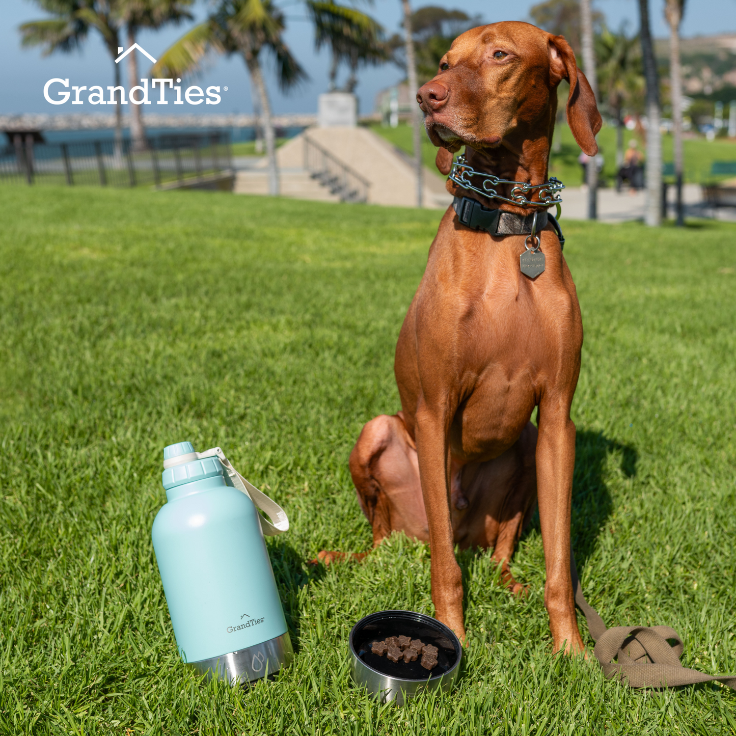 Insulated Stainless Steel Water Bottle with Two Detachable Bowls for Dogs and Pets| 32oz/950ml - GrandTies