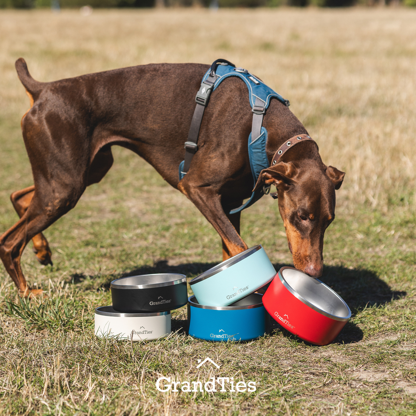 Insulated Stainless Steel Pet Bowl | Engraved | 64oz/1890ml/8 Cups - Grandties